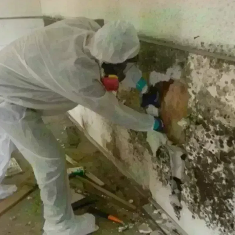 Mold Remediation and Removal in McLendon-Chisholm, TX